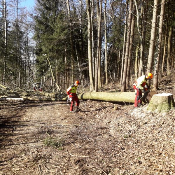 images/lohnarbeiten/img-20190213-wa0029.jpg